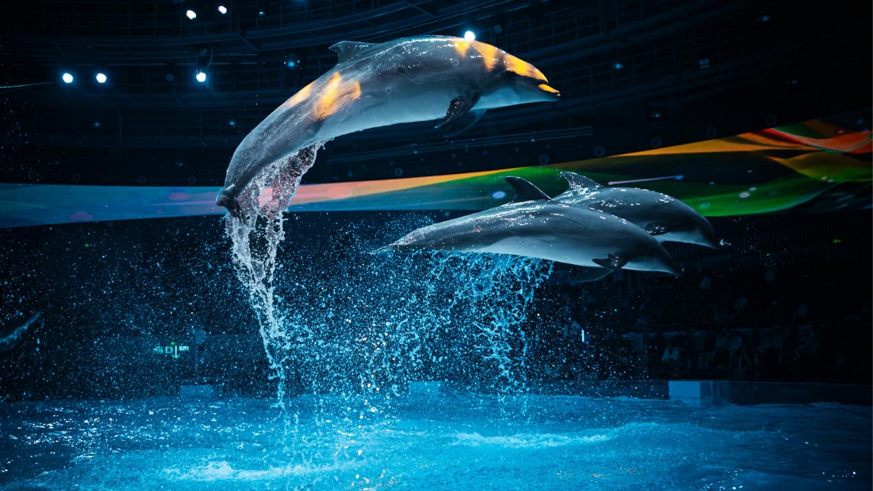 郑州海昌海洋公园