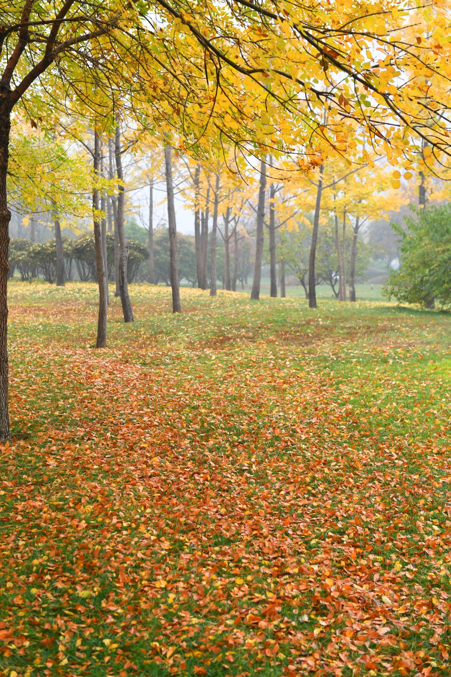 走访丨初冬的落叶美吗?郑州环卫工及时清扫 市民:能否留住一丝秋韵?