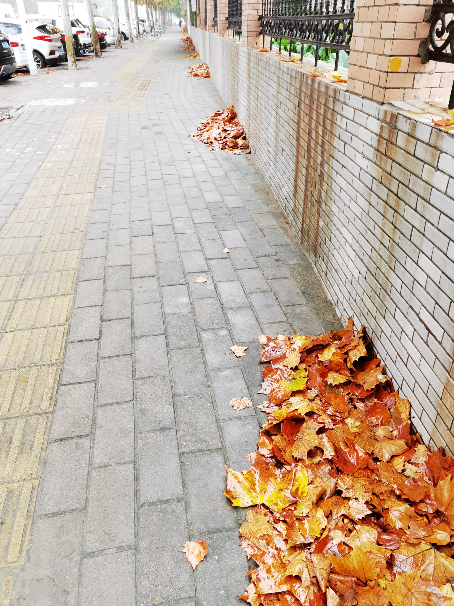 新闻频道 郑州新闻走访:叶落静美的街道,落叶依然被清扫?