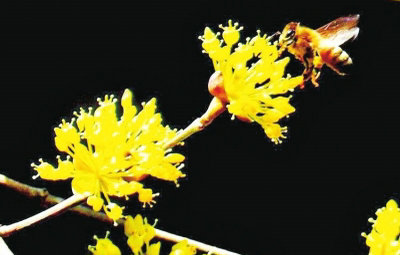 郑州市区各公园进入最佳赏花期