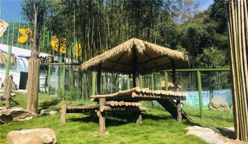 俩大熊猫将“安家”洛阳栾川 预计十一假期就能与游客见面 