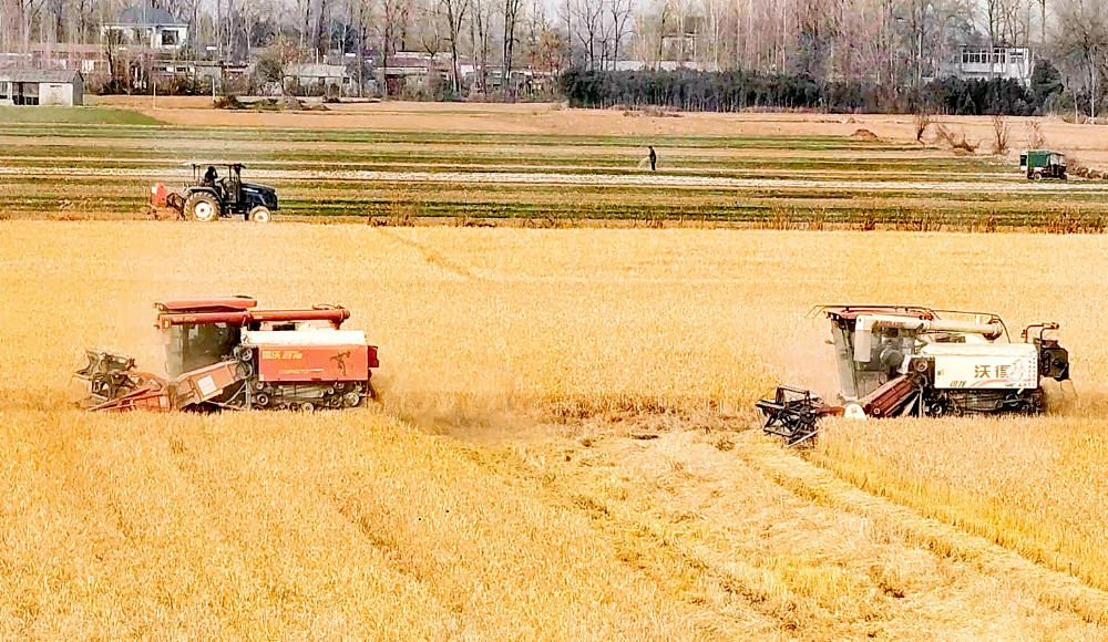 豫南大地飘出 “硒” 望米香​
