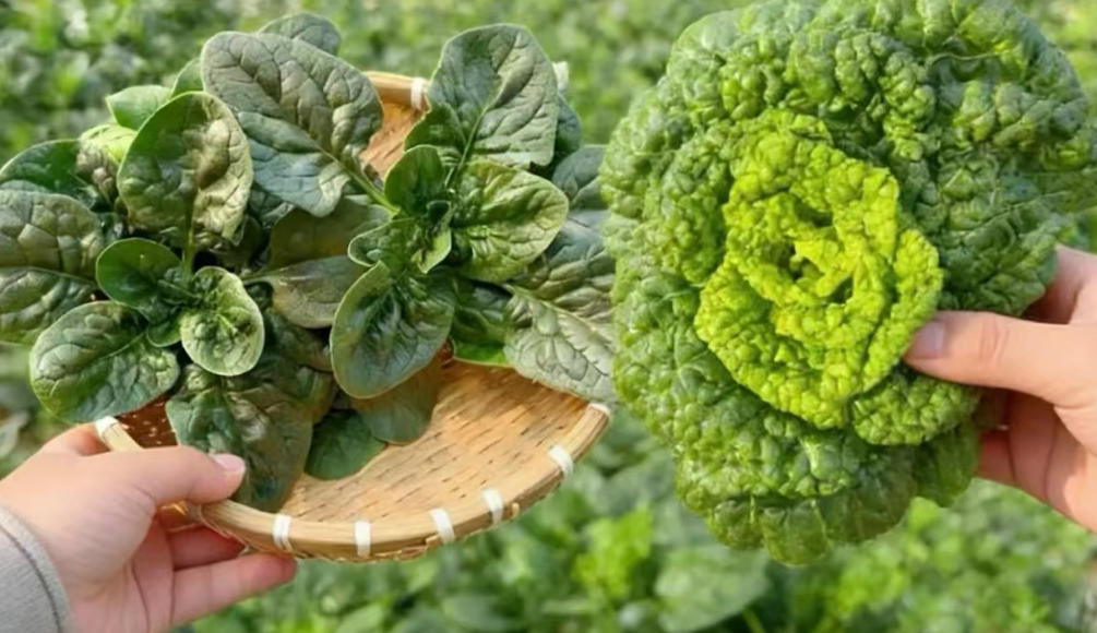 河南本土蔬菜集体破圈