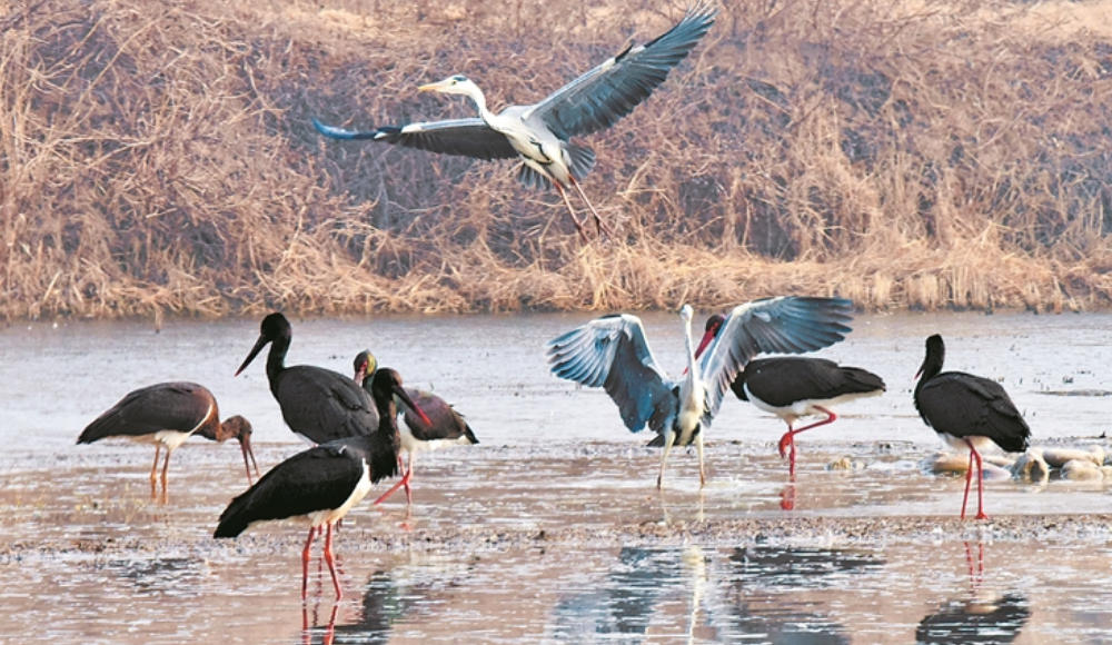 今年，鸟儿又来过冬了