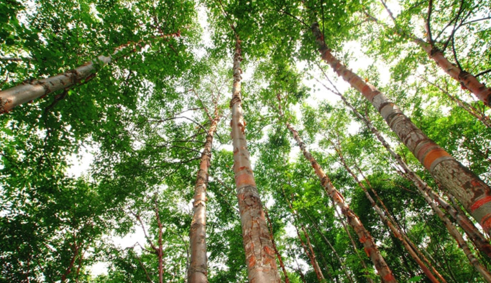 植绿中原绘新卷