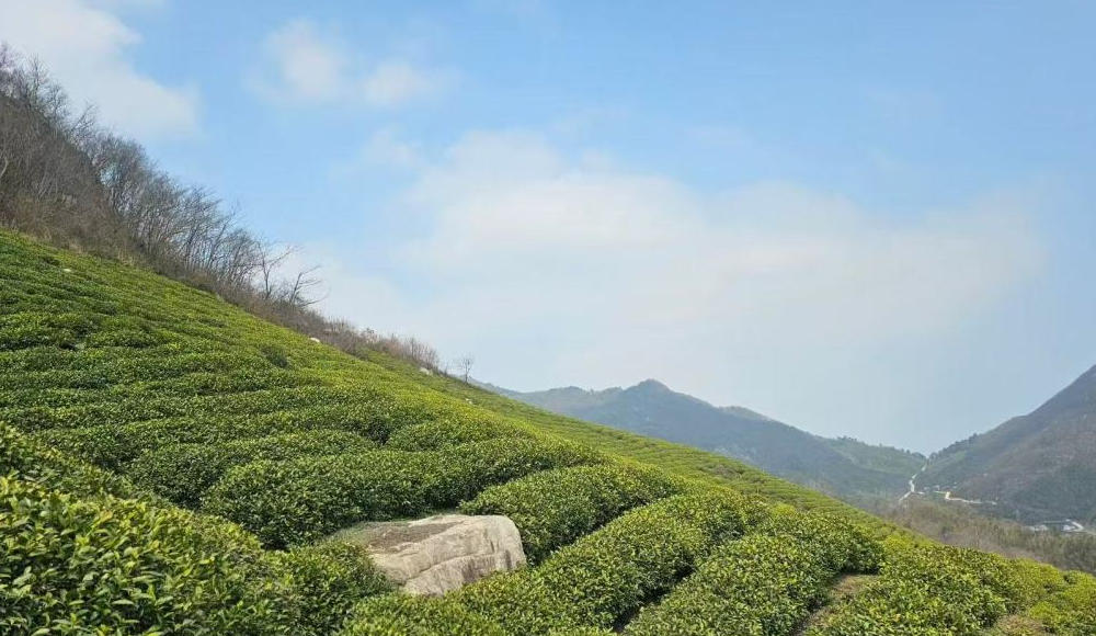 信阳：春茶开采+六大茶旅线路