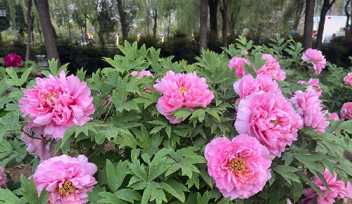 洛阳进入“绿化带赏牡丹”模式 