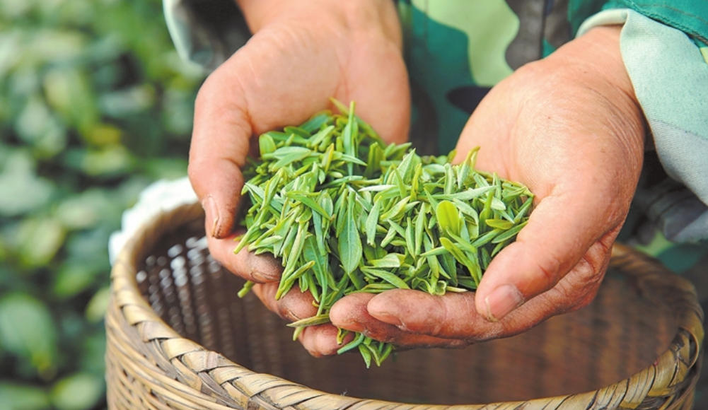 镜头里的河南丨一盏新茶煮春风