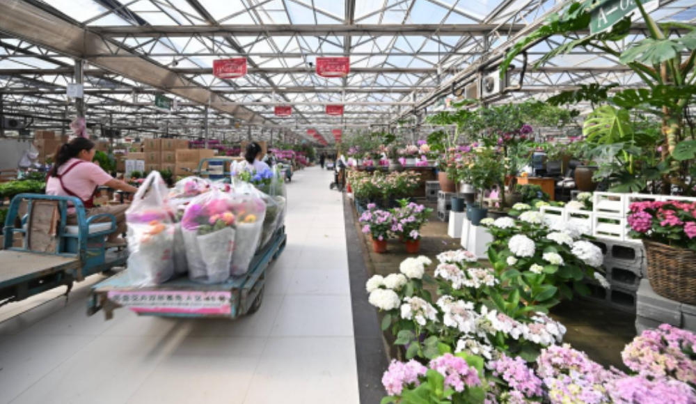 一朵花的全国“芳香之旅”