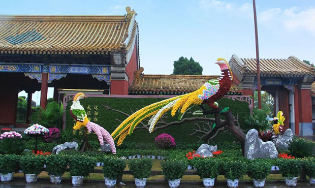 开封各景区万朵菊花“争奇斗艳” 小编带你一探究竟！